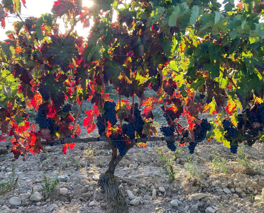 Grapes from our Cihuri vineyard just before harvest.