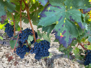 Grapes from our Fonzabala vineyard just before harvest.
