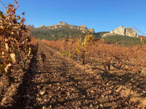 Our vineyard of Gembres going to sleep in November after harvest.
