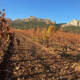 Our vineyard of Gembres going to sleep in November after harvest.