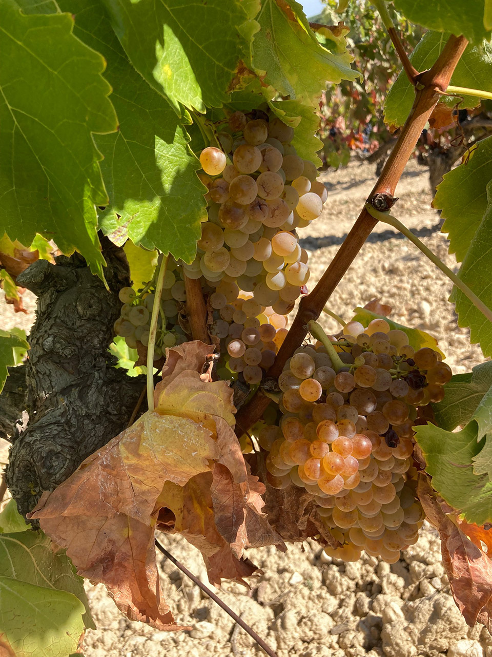 Some Viura grapes from our Manzanera (around our winery) vineyard just before harvest.