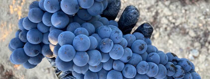 Freshly harvested grapes from our La Manzanera vineyard