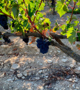 Grapes-from-our-Gembres-vineyard-just-before-harvest-2