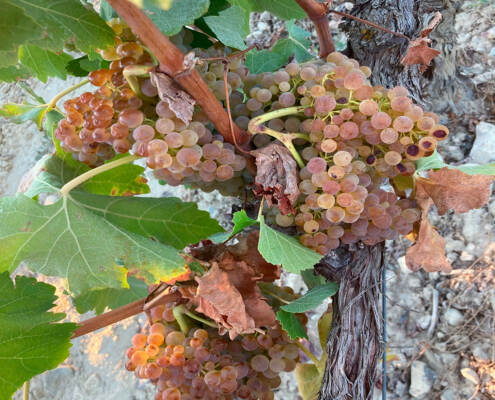 Grapes-from-our-La-Manzanera-vineyard-just-before-harvest