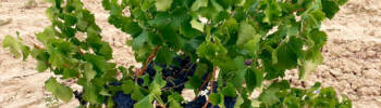 Grapes-from-our-La-Manzanera-vineyard-just-before-harvest